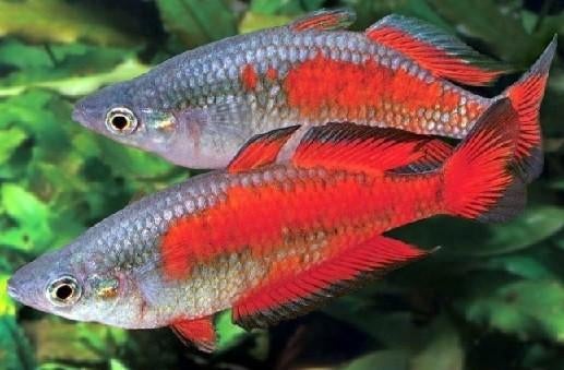 Nieuw binnen!!! Melanotaenia parkinsoni XL!!!, Dieren en Toebehoren, Vissen | Aquariumvissen, Vis, Zoetwatervis