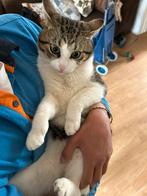 lieve katten – klaar voor een nieuw thuis, Dieren en Toebehoren, Katten en Kittens | Raskatten | Korthaar, Meerdere dieren, 0 tot 2 jaar