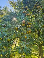 Biologische stoofperen giesewildeman,brederode goudrenetten, Ophalen