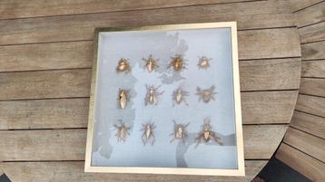 Kare Decorative Frame Bugs Gold 60x60x6,5cm beschikbaar voor biedingen