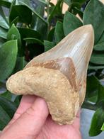 Grote megalodon (12,3 cm), haaientand, Indonesië 7, Verzamelen, Mineralen en Fossielen, Ophalen of Verzenden, Fossiel