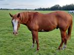 Knappe quarter ruin, Dieren en Toebehoren, Paarden, Ruin, Minder dan 160 cm, Westernpaard, 0 tot 2 jaar