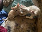 Rode kittens 3 dames en een zwarte jonge kater uit ander nes, Dieren en Toebehoren, Katten en Kittens | Overige Katten, Meerdere dieren