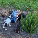 Prachtige boerenfox puppies, Overige rassen, CDV (hondenziekte), 8 tot 15 weken, Meerdere