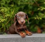 Wegens annulering nog 1 kleine choco tan teckel pup (reutje), Dieren en Toebehoren, Honden | Teckels en Dashonden, Reu, CDV (hondenziekte)