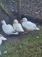Hollandse kwakers 3st, Dieren en Toebehoren, Pluimvee, Meerdere dieren, Eend