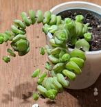 Hottentot, Ophalen of Verzenden, Halfschaduw, Minder dan 100 cm