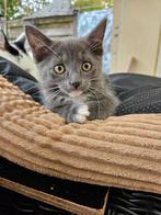 ♡laatste 2 kittens ragdoll maine coon  poesje en kater♡, Meerdere dieren