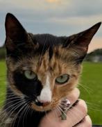 Vermiste kat Pip uit Keijenborg! Wie heeft haar gezien?, Dieren en Toebehoren, Kat