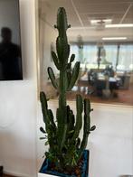 Mooie cactus te koop (Euphorbia), Cactus, 100 tot 150 cm, Halfschaduw, Ophalen
