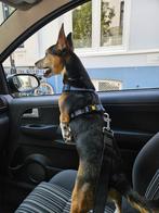 Jack Russel black tan, Dieren en Toebehoren, Ophalen of Verzenden, Zo goed als nieuw