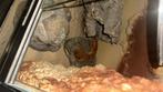 Luipaard gekko te koop, Dieren en Toebehoren, Hagedis, Met terrarium, 0 tot 2 jaar