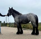 Zwartschimmel trekpaard merrie, Dieren en Toebehoren, Merrie