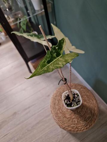 Alocasia Sarian Albo Variegata  beschikbaar voor biedingen