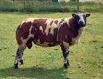 Mooie bonte stamboek dekram, Dieren en Toebehoren, Schapen, Geiten en Varkens, Mannelijk, Schaap