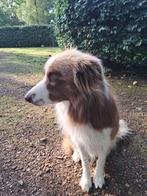 Australian Shepherd, Dieren en Toebehoren, Honden | Herdershonden en Veedrijvers, Sheepdog, Rabiës (hondsdolheid), Reu, Eén hond