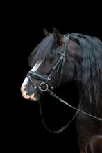 Talentvolle wels ruin, Dieren en Toebehoren, Pony's, Ruin, B pony (1.17m tot 1.27m), Gechipt, 7 tot 10 jaar
