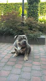 Amerikaanse Bully Pocket Blue Tri – Reu te koop, Dieren en Toebehoren, Parvo, Reu, Bulldog, Eén hond