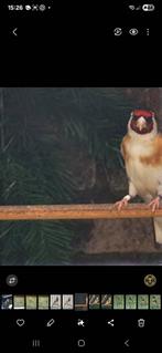 Major majoor Putter man, Dieren en Toebehoren, Vogels | Overige Vogels, Mannelijk, Wildzangvogel
