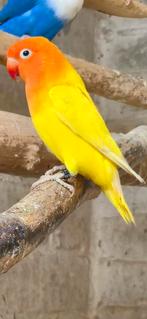 Mooie gele/lutino/creme fischeri, Geslacht onbekend, Dwergpapegaai of Agapornis, Geringd