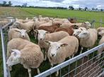 Swifter stamboek dekrammen, Mannelijk, Schaap