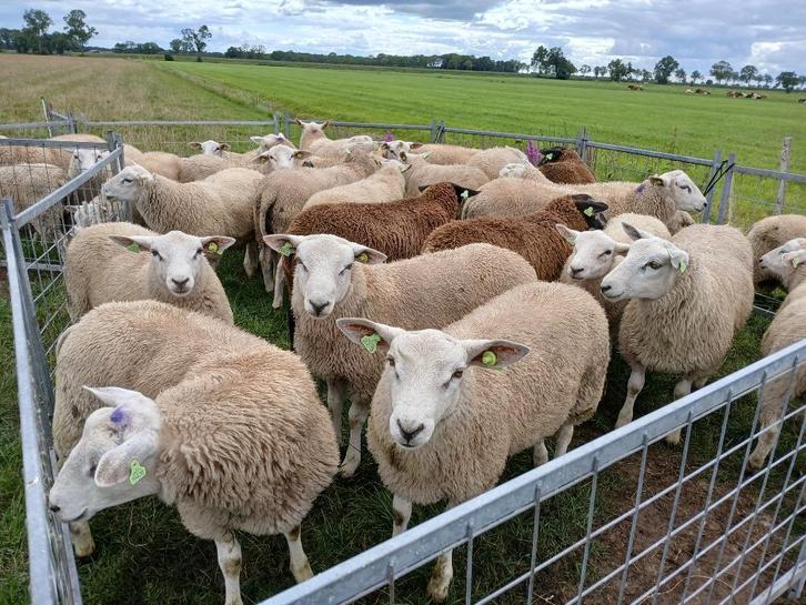 Swifter stamboek dekrammen, Dieren en Toebehoren, Schapen, Geiten en Varkens, Schaap, Mannelijk