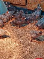 Amrock kuikens, Dieren en Toebehoren, Pluimvee, Meerdere dieren, Kip