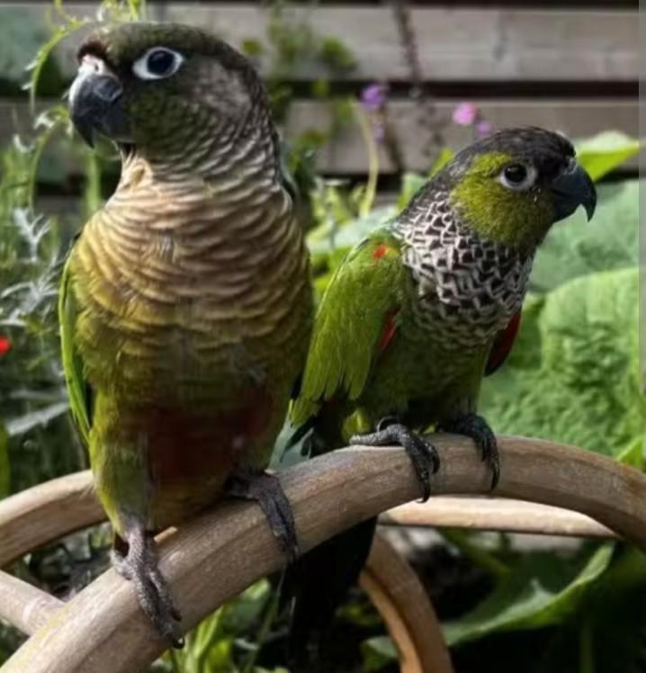 Super tam koppel pyrrhura, Dieren en Toebehoren, Vogels | Parkieten en Papegaaien, Papegaai, Meerdere dieren, Tam, Geringd