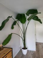 Streliza nicolia kamerplant --> kantoorplant, Huis en Inrichting, Ophalen, 200 cm of meer, Overige soorten, Halfschaduw