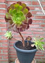 Aeonium arboreum, Ophalen, Overige soorten, Volle zon