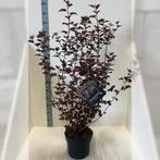 Tuinplant Physocarpus 'Diabolo' voor borders of solitair, Tuin en Terras, Vaste plant, Halfschaduw, Lente, Ophalen