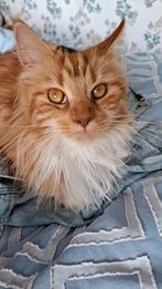 Katten oppas, Dieren en Toebehoren, Ophalen of Verzenden