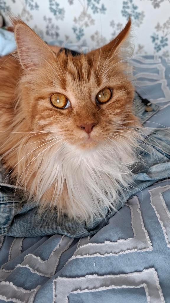 Katten oppas, Dieren en Toebehoren, Overige Dieren-accessoires, Ophalen of Verzenden