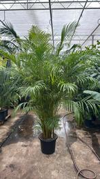 Areca / dypsis / goudpalm xxl 250cm, Ophalen, Overige soorten, 200 cm of meer