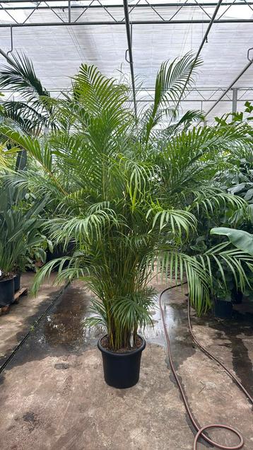 Areca / dypsis / goudpalm xxl 250cm beschikbaar voor biedingen