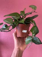 Hoya carnosa Freckles Splash, Verzenden, Overige soorten, Minder dan 100 cm