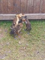 Loop eenden, Dieren en Toebehoren, Pluimvee, Meerdere dieren, Eend