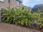 Bananenplanten groot klein, Ophalen, Volle zon, Overige soorten, Minder dan 100 cm