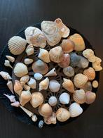 Mooi assortimentje schelpen uit Thailand en Frankrijk, Ophalen of Verzenden, Schelp(en)