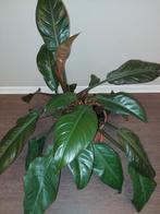 Philodendron imperial red, Ophalen, Overige soorten, Minder dan 100 cm