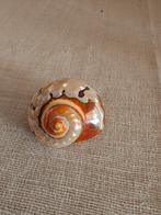 Mooie Schelp, Ophalen of Verzenden