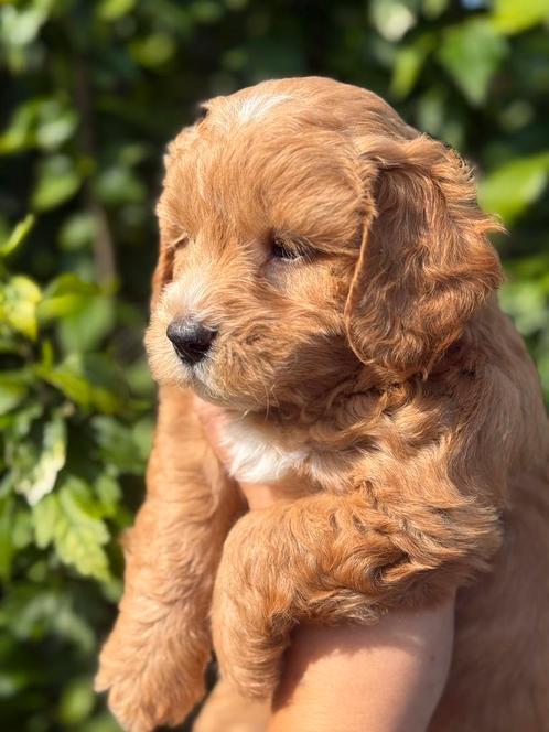 Prachtig lieve maltipoo pups 🐶 F1, Dieren en Toebehoren, Honden | Chihuahua's en Gezelschapshonden, Meerdere dieren, Overige rassen
