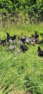 Australorp krielen, Dieren en Toebehoren, Pluimvee, Meerdere dieren, Kip