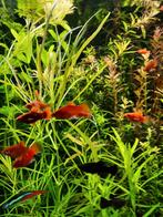 Pogestemon stellatus octopus, sierlijke aquariumplant, Dieren en Toebehoren, Vissen | Aquaria en Toebehoren, Ophalen of Verzenden