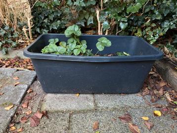 Plantenbak | speciekuip | balkontuintje 2 x 65 liter beschikbaar voor biedingen