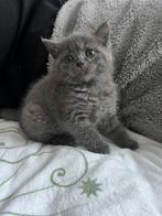 Britse korthaar kitten, 0 tot 2 jaar, Kater, Ontwormd