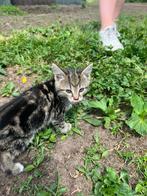 Hele lieve boerderij kittens, Dieren en Toebehoren, Geslacht onbekend, 0 tot 2 jaar