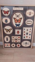 Poster met vlinders en insecten (zonder lijst), Ophalen of Verzenden, Minder dan 50 cm, Foto of Poster, Minder dan 50 cm