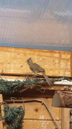 Rode kardinaal pop, Dieren en Toebehoren, Vogels | Overige Vogels