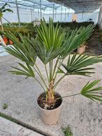 Palm, Trachycarpus WAGNERIANUS, winterhard, Tuin en Terras, Planten | Tuinplanten, Ophalen, Zomer, Overige soorten, Volle zon